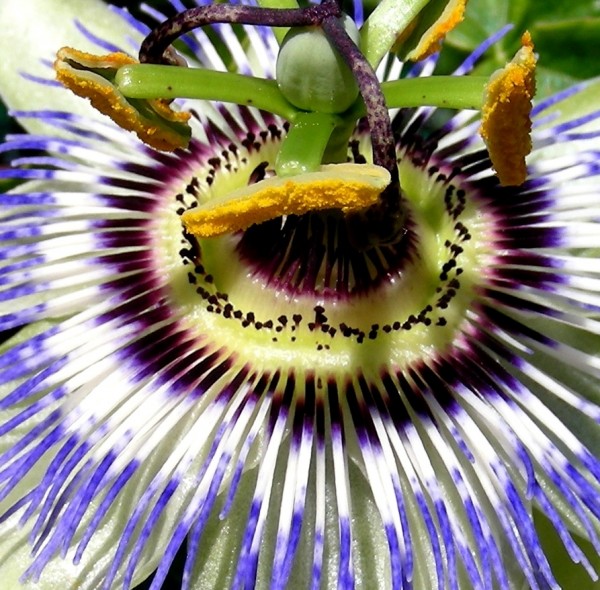 Passion flower photoshop picture